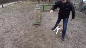 Джек Рассел терьер полоса препятствий