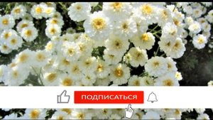 Многолетние неприхотливые цветы для сада! Посадил и забыл