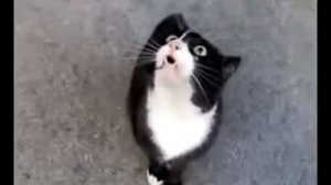 РЖАЧ!!!ПОЮЩИЙ КОТ))