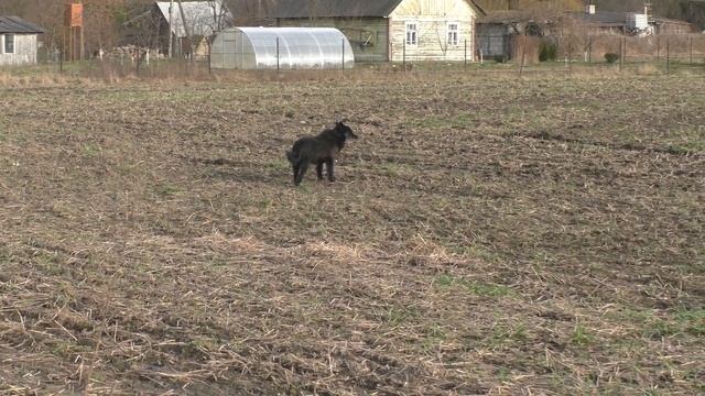 Весенний коп у старой деревни. смотреть онлайн