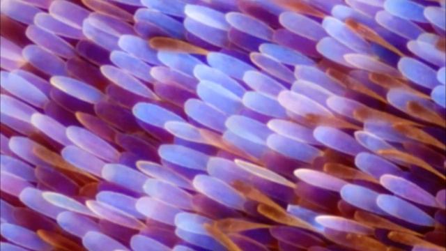 Знакомство малышей с яркими красивыми бабочками смотреть онлайн