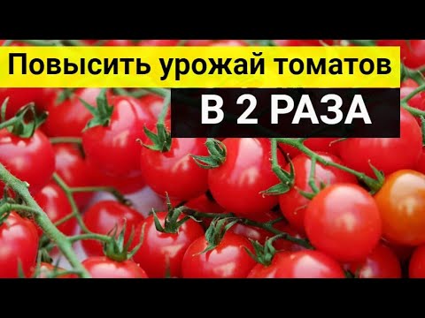 Как легко повысить урожай томатов в 2 раза_ 3 важных полива помидоров!