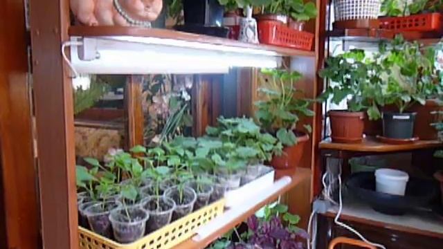 ✿➽ Пеларгония. Зимнее хранение. Освещение цветочных стеллажей. ✿ℛоманова ДАЧА