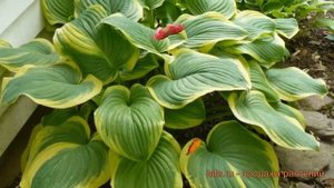 Хоста гибридная Фрейгрант Букет (hosta) ? обзор: как сажать, луковицы хосты Фрейгрант Букет
