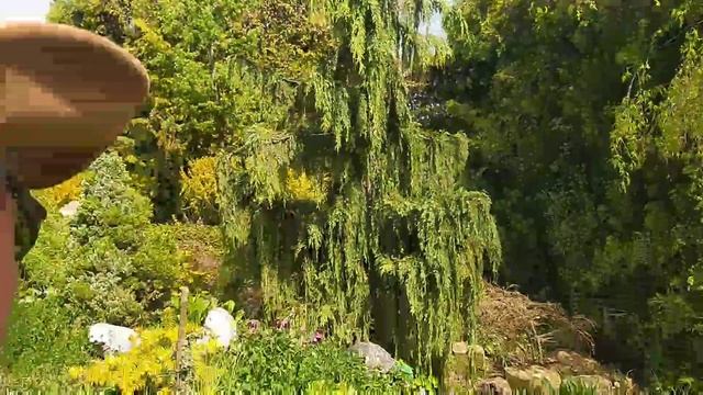 У нас можно купить декоративные и карликовые деревья, приобрести кустарники смотреть онлайн