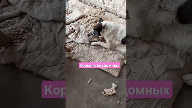 #рекомендации #собака #бездомныеживотные #помощь_животным #помощь #помогатьлегко #корм #собаки