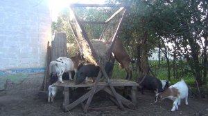 Сколько на САМОМ деле МОЛОКА дают КАМЕРУНСКИЕ козы.