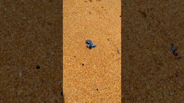 Nudibranch - blue glaucus