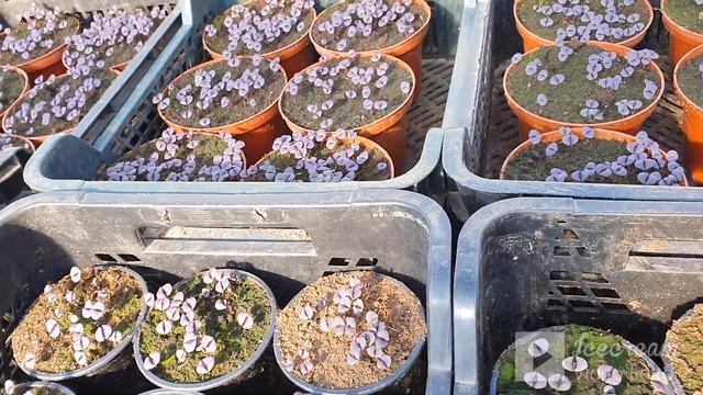 Вырос шикарный укроп, рукколу скосила, кабачки удалила.)) смотреть онлайн