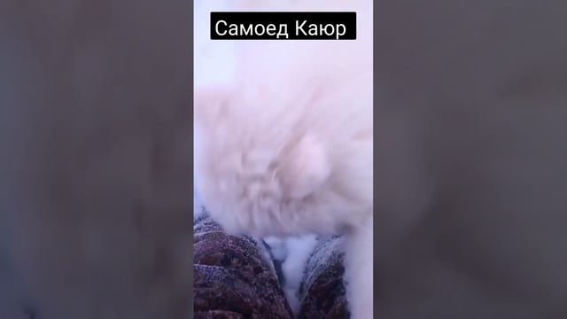 #Каюр #Самоед#рыбалка #зимняярыбалка#рыбалкапомужски #chorts