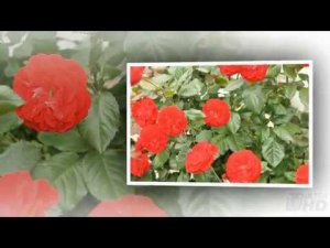 МИЛЛИОН АЛЫХ РОЗ  UHD(4K)