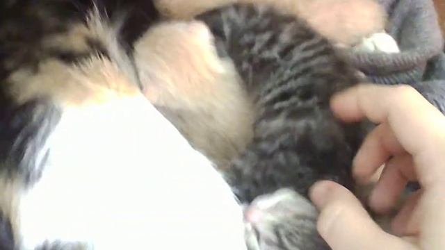 новорожденные котята :З смотреть онлайн