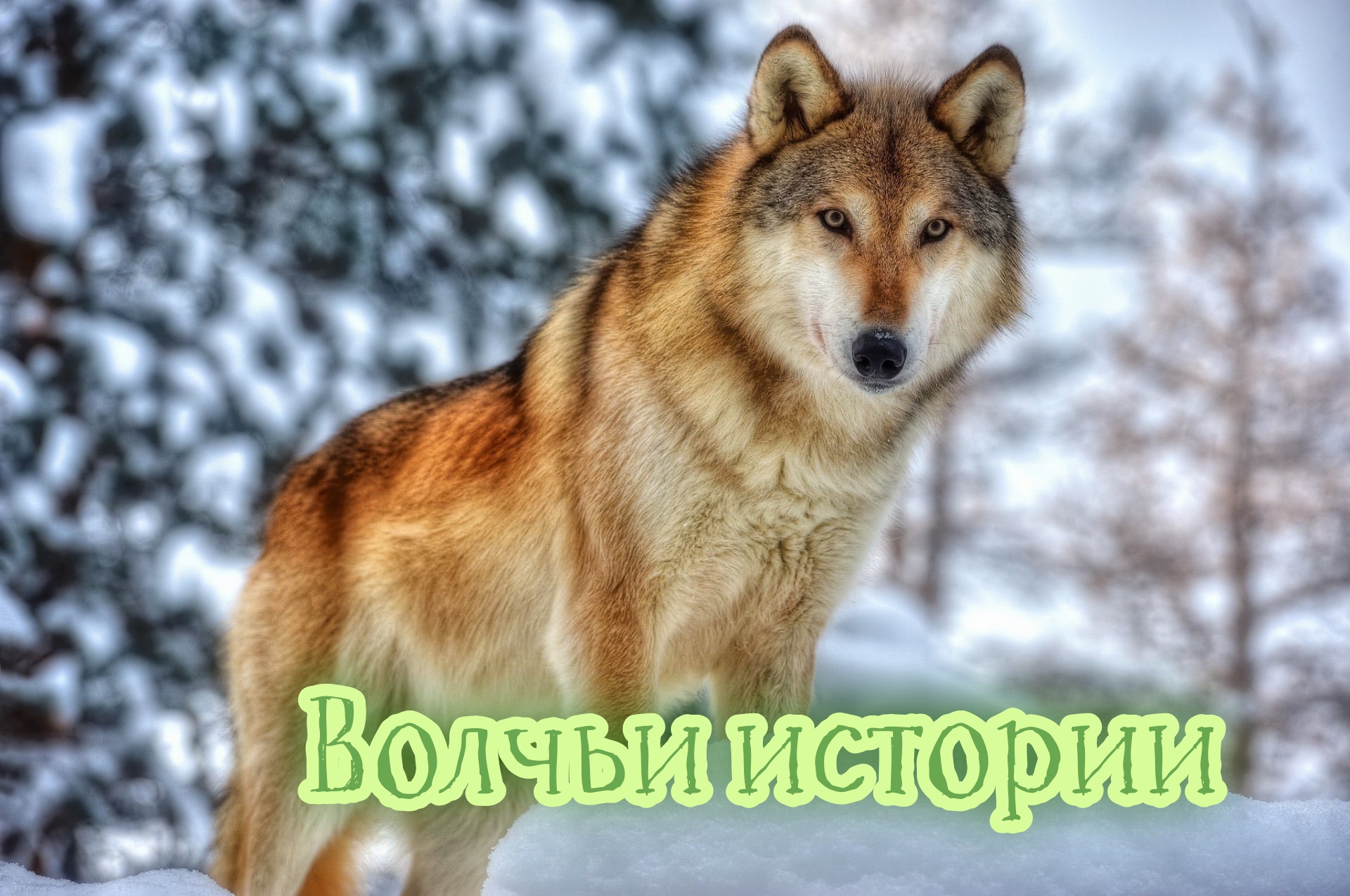 Волчьи истории