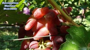 Дубовский розовый - влияние подвоя, нагрузка, треск.