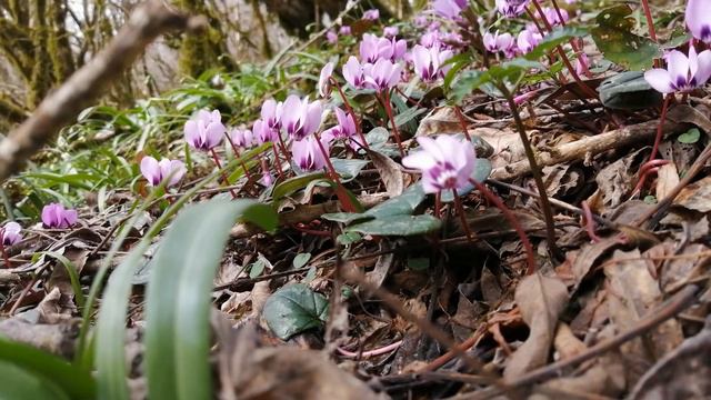 Первоцветы и пчёлки смотреть онлайн