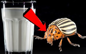 Как избавиться за 3 минуты от колорадского жука на картошке!