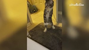 Веселые кошачьи бои с зеркалом