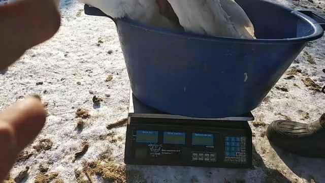 ВЕС ГУСЯ ПОРОДЫ МАМУТ. В Е Л И К А Н смотреть онлайн