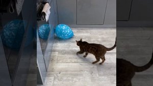 У кота лопнул шарик.