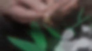 Мастер класс "Крымский подснежник" посвященный 7 годовщине присоединения Крыма к России