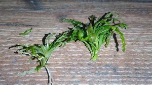 ПОГОСТЕМОН ХЕЛФЕРИ (Pogostemon helferi)