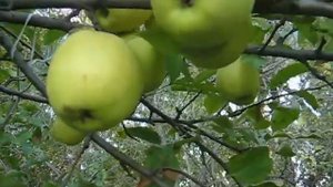 Лучший сорт яблони Голден делишес (грушовка) сравнение с Голден делишес клон Б