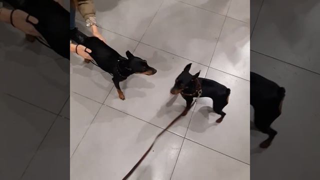 #цвергпинчер Встреча на выставке. У мальчишки уши как у нашей Бэни смотреть онлайн