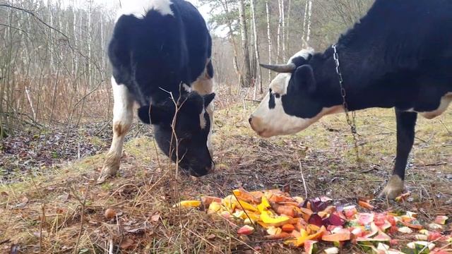 У НАШИХ КОРОВ ПИР НА ВЕСЬ МИР!!! СПАСИБО ВАМ ДРУЗЬЯ! смотреть онлайн