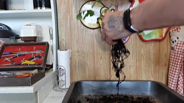 Бонсай из инжира, начало формировки, стиль мойоги,, пересадка смотреть онлайн