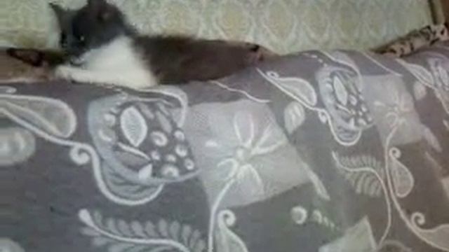 плюшевый мишка