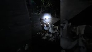 Охота хорька на домашнюю птицу