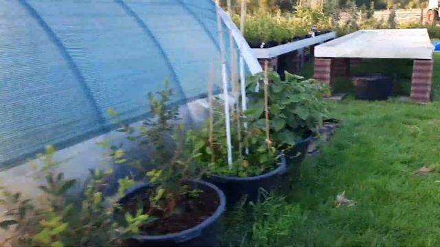 Отличное удобрение из крапивы, больше ничего в огороде и не нужно. Органика да и только.