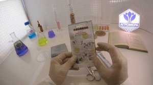 Мирабилис Броукен Колорс.  Поиск