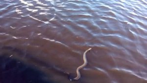 Как змея может из воды заползти в лодку