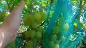 Г.ф винограда Великолепная семёрка. Виноград Великолепная семёрка.