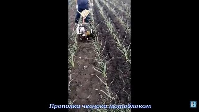 Прополка чеснока мотоблоком