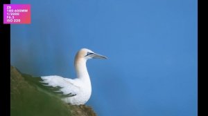 Nikon Z 180-600mm VR. First look. samples. image quality & focusing.