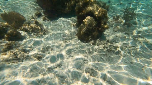 Coral Garden, Ambergris Caye, Belize GH020270 смотреть онлайн