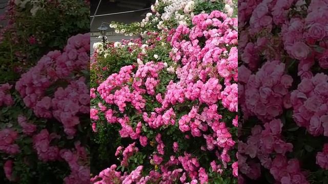 Полюбившаяся многим плетистая роза Angela (Анжела/Ангела). Приятного просмотра! смотреть онлайн