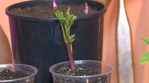 Голова садовая - Результат черенкования пионов