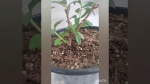 Гортензия Мэджикал Килиманджаро. Развитие куста. Часть 3.