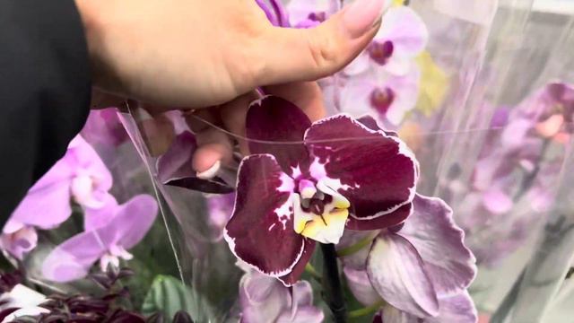 Обзор орхидей фаленопсис🌷🌹🌷 смотреть онлайн