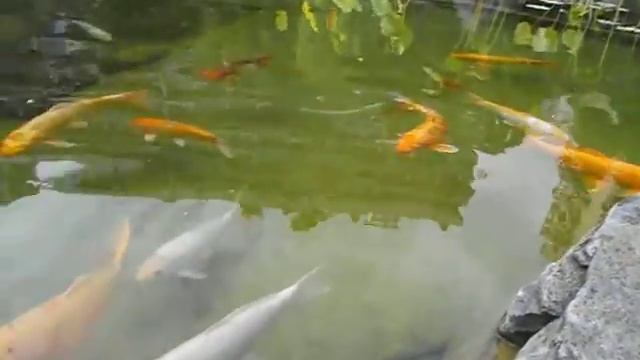 Пруд с рыбками в японском саду - кои каваримоно. смотреть онлайн