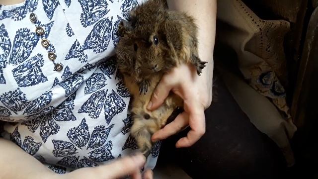 Стрижка когтей и даем витамины . Морская свинка Модеста. смотреть онлайн