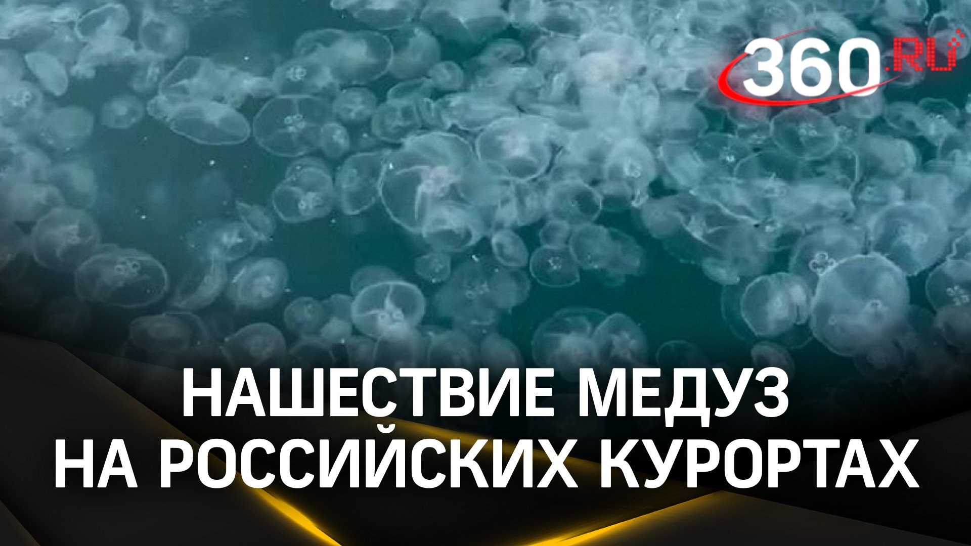 Полчища медуз заполонили российские курорты: жители Анапы прозвали это явление «кисельными берегами»