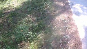 Лесное поместье, база отдыха на оз.Акакуль