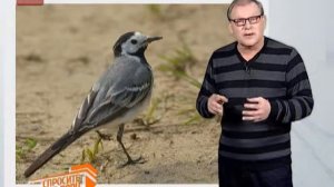 Спросите дядю Вову. Синица