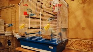 ВЛОГ: КАК ЛЕЧИТЬ ВОНИСТЫХ ПОПУГАЕВ# КАРЕЛЛЫ БРОСИЛИ КЛАДКУ