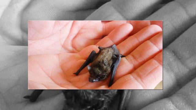 САМЫЕ МАЛЕНЬКИЕ ЖИВОТНЫЕ В МИРЕ.РАЗМЕРОМ МЕНЬШЕ ВАШЕЙ ЛАДОНИ!!! смотреть онлайн