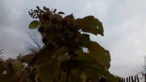 Обрезка ремонтантной малины осенью .